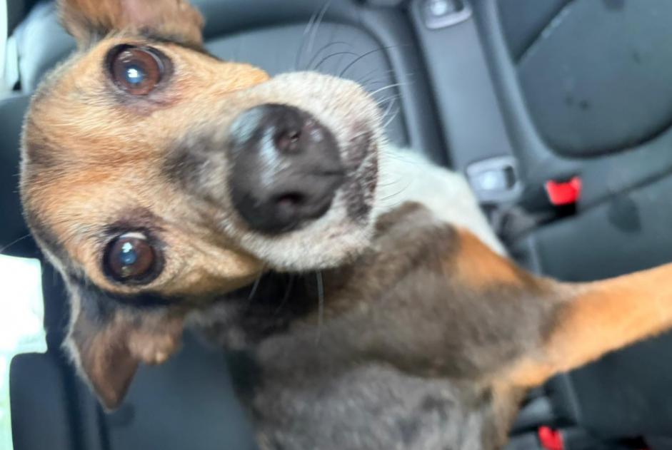Fundmeldung Hund rassenmischung Weiblich Farciennes Belgien
