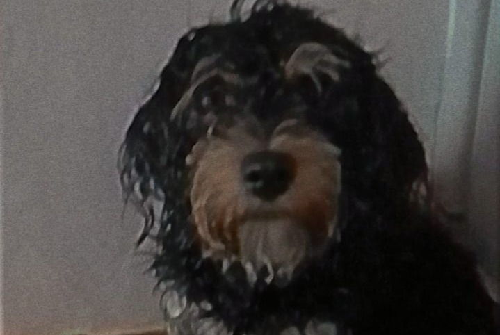 Vermisstmeldung Hund  Weiblich , 1 jahre Anderlecht Belgien