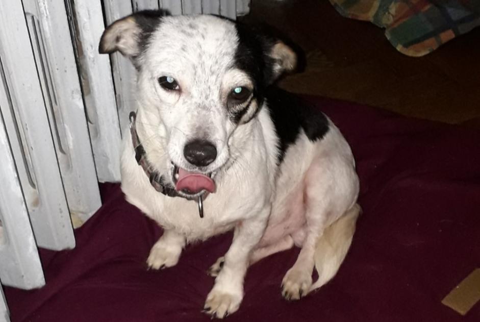 Vermisstmeldung Hund rassenmischung Männliche , 5 jahre Berchem-Sainte-Agathe Belgien