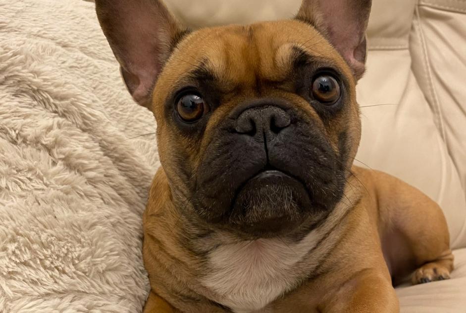 Vermisstmeldung Hund Weiblich , 4 jahre Gesves Belgien Vermisstmeldung Hund Weiblich , 4 jahre Gesves Belgien