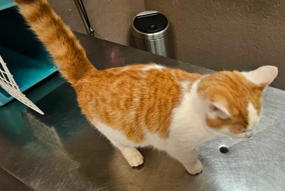 Fundmeldung Katze Männliche , Zwischen 4 und 6 Monaten Anderlecht Belgien