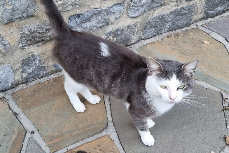 Fundmeldung Katze rassenmischung Männliche Florennes Belgien