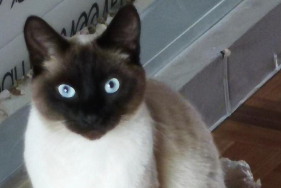 Vermisstmeldung Katze Männliche , 4 jahre Uccle Belgien