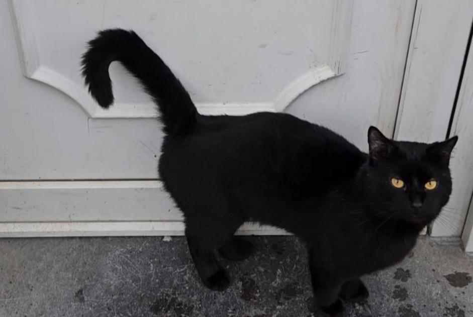Vermisstmeldung Katze  Männliche , 4 jahre Forest Belgien