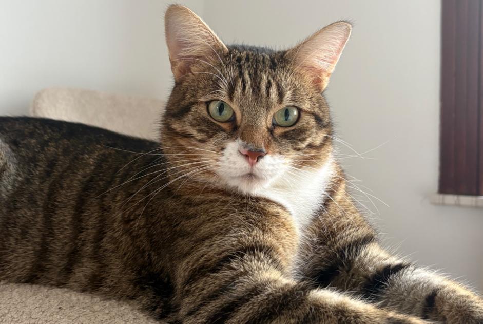 Vermisstmeldung Katze Männliche , 3 jahre Anderlecht Belgien Vermisstmeldung Katze Männliche , 3 jahre Anderlecht Belgien