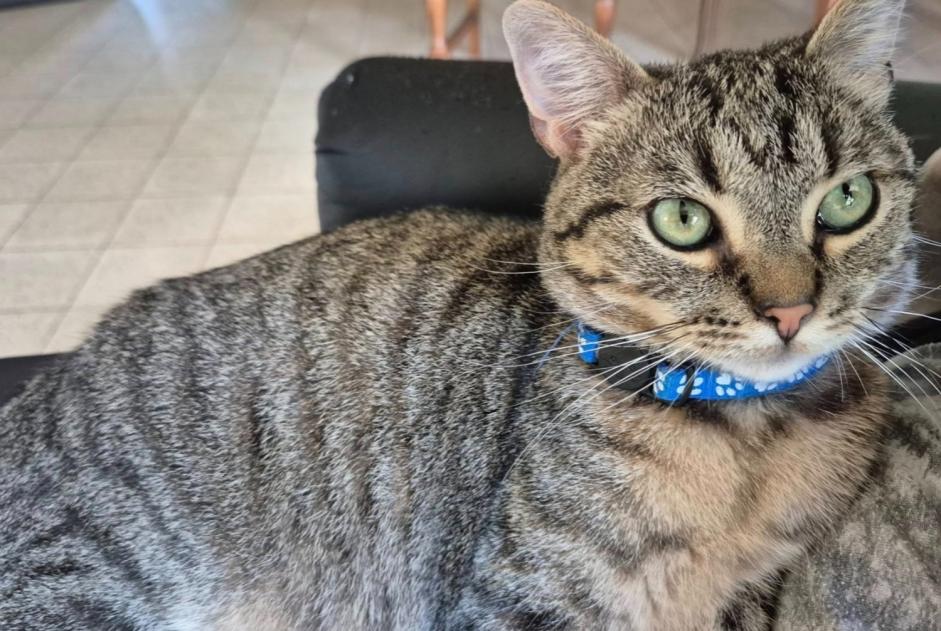 Vermisstmeldung Katze Männliche , 2 jahre Gembloux Belgien