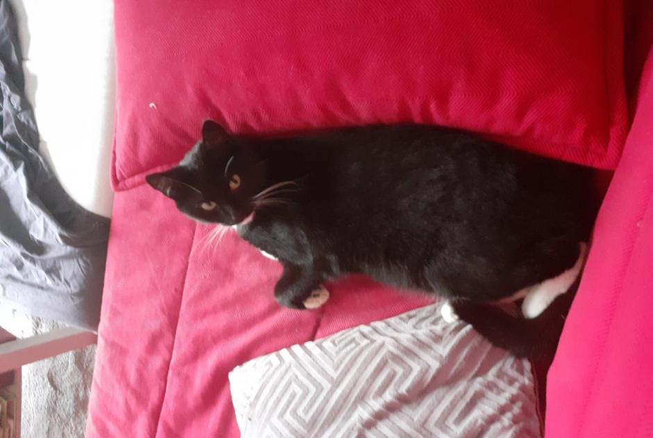 Vermisstmeldung Katze  Männliche , 3 jahre Namur Belgien