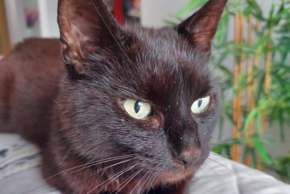 Vermisstmeldung Katze Männliche , 53 jahre Gembloux Belgien Vermisstmeldung Katze Männliche , 53 jahre Gembloux Belgien