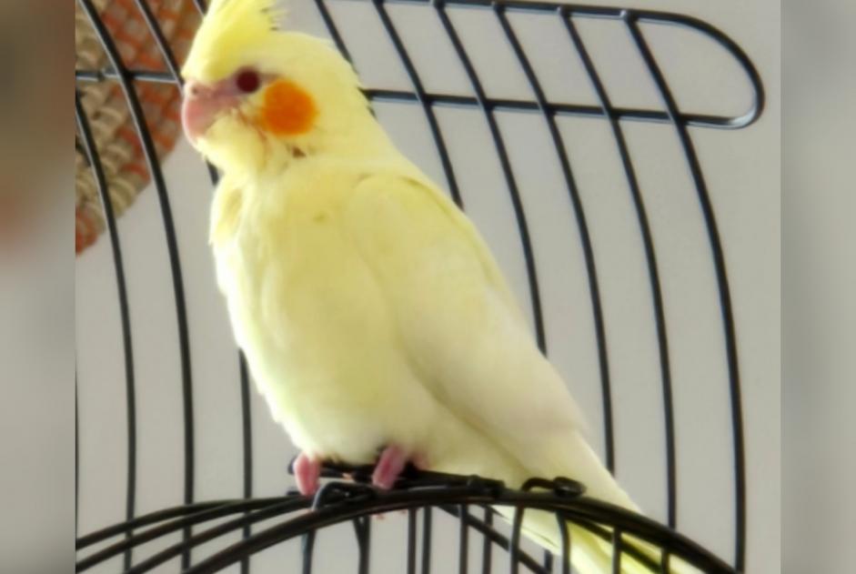 Vermisstmeldung Vogel Weiblich , 2026 jahre Hastière Belgien