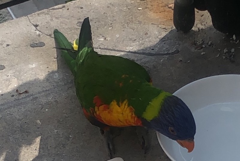 Discovery alert Bird Unknown Saint-Gilles Belgium
