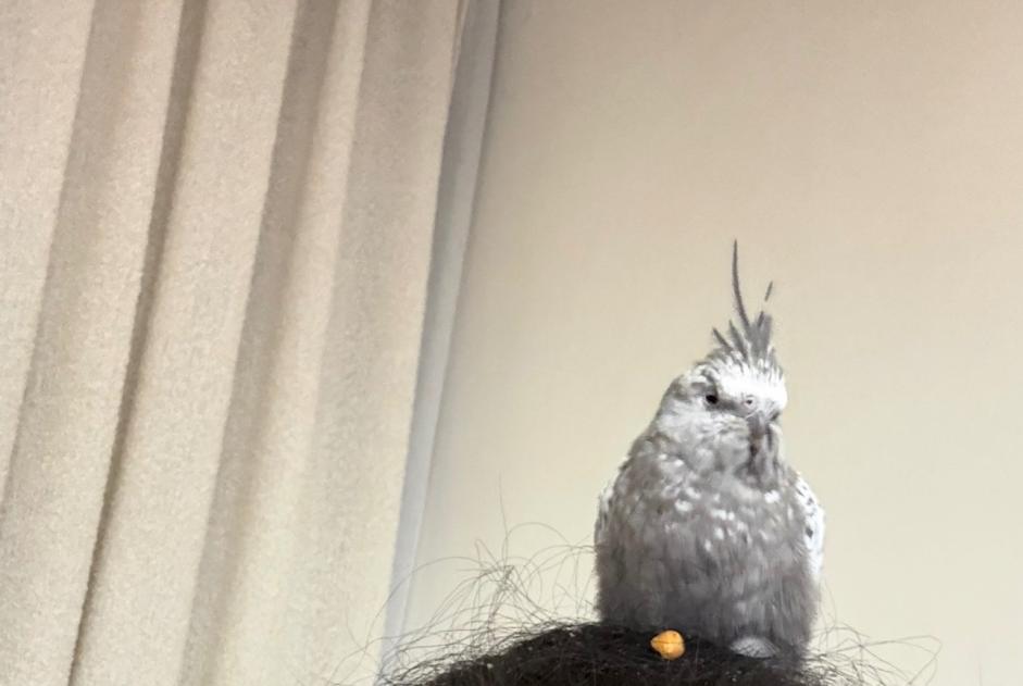 Discovery alert Bird Unknown Bruxelles Belgium