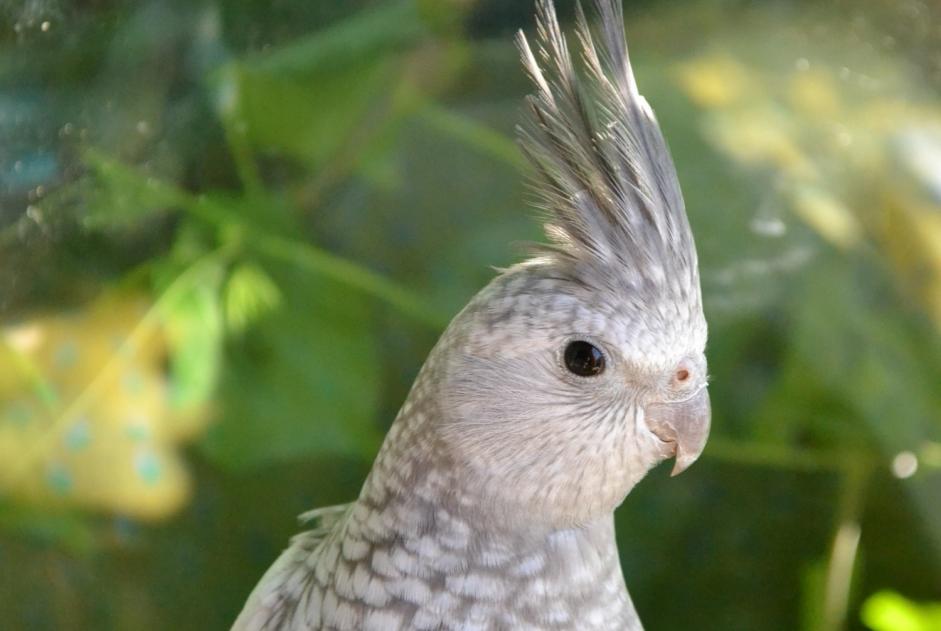 Disappearance alert Bird Female , 2026 years Bruxelles Belgium
