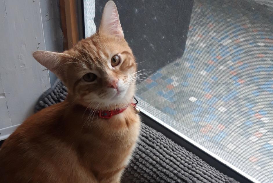 Discovery alert Cat Male Schaerbeek Belgium