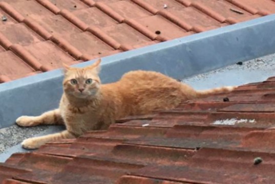 Discovery alert Cat Unknown Uccle Belgium