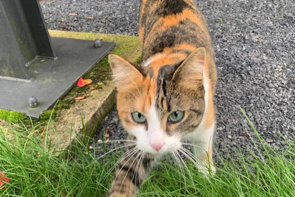 Discovery alert Cat  Female Auderghem Belgium