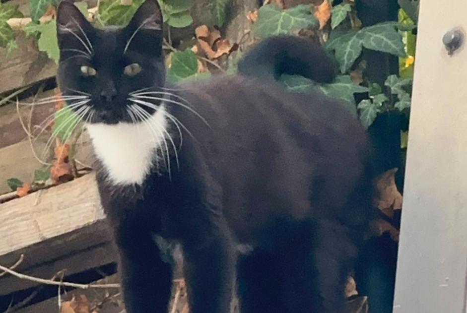 Discovery alert Cat Male , 2 years Liège Belgium