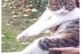 Disappearance alert Cat  Male , 4 years Schaerbeek Belgium