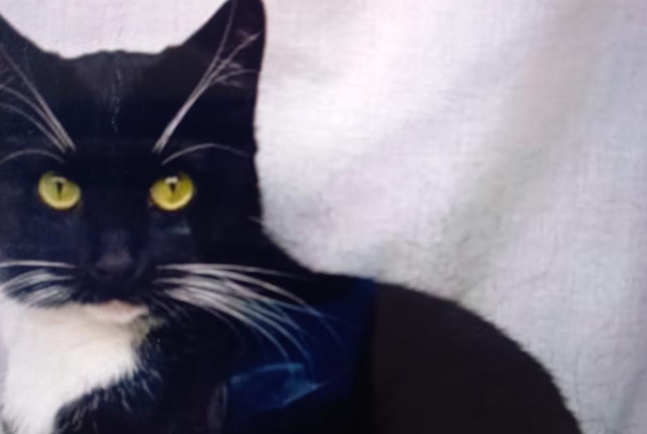 Disappearance alert Cat miscegenation Female , 1 years Schaerbeek Belgium