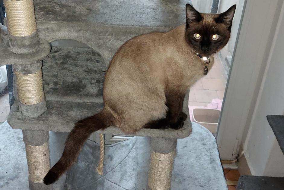 Disappearance alert Cat  Female , 1 years Schaerbeek Belgium