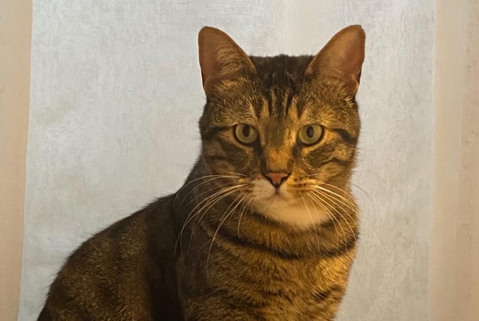 Disappearance alert Cat Male , 3 years Ixelles Belgium