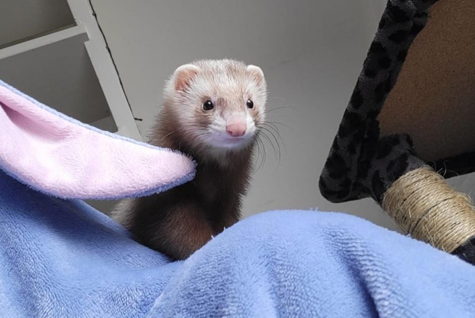 Disappearance alert Other ferret Female , 2026 years Koekelberg Belgium
