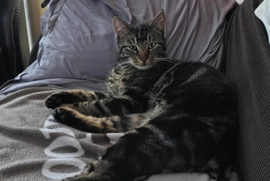 Alerta de Desaparición Gato Macho , 2 años Anhée Bélgica Alerta de Desaparición Gato Macho , 2 años Anhée Bélgica