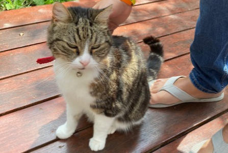 Alerta de Hallazgo Gato Desconocido Forest Bélgica