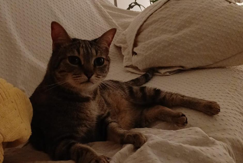 Alerta de Hallazgo Gato Hembra , 2 años Bruxelles Bélgica Alerta de Hallazgo Gato Hembra , 2 años Bruxelles Bélgica