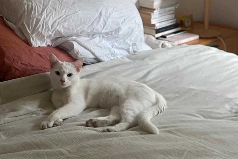 Alerta de Hallazgo Gato Desconocido Ixelles Bélgica Alerta de Hallazgo Gato Desconocido Ixelles Bélgica