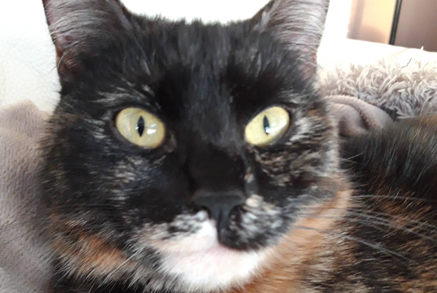 Alerte Disparition Chat croisement Femelle , 5 ans Braine-le-Château Belgique