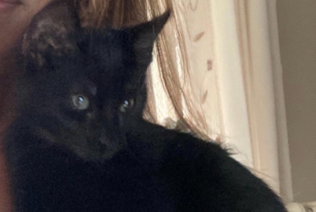 Alerte Disparition Chat  Femelle , 2 ans Woluwe-Saint-Lambert Belgique