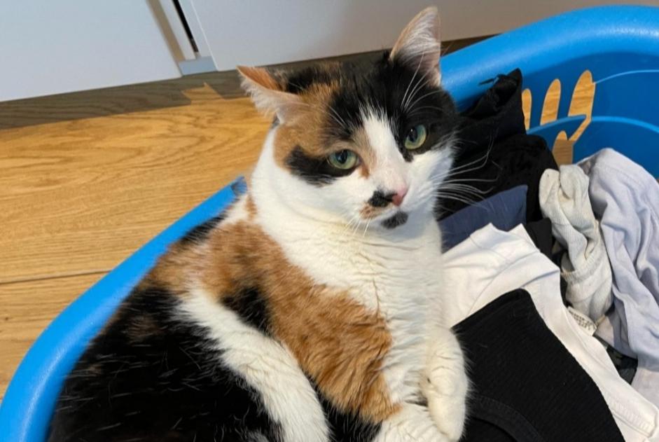 Alerte Disparition Chat Femelle , 4 ans Woluwe-Saint-Pierre Belgique