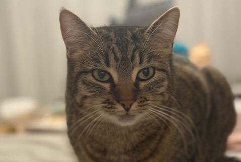 Alerte Disparition Chat Femelle , 3 ans Watermael-Boitsfort Belgique