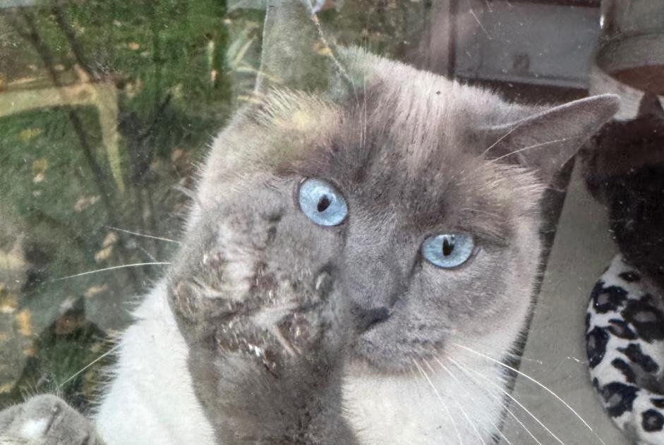 Alerte Disparition Chat  Mâle , 2 ans Anderlecht Belgique