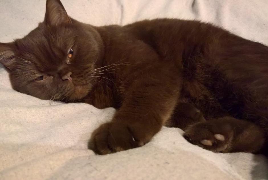 Alerte Disparition Chat  Mâle , 3 ans Saint-Gilles Belgique
