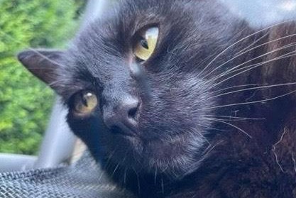 Alerte Disparition Chat  Mâle , 3 ans Auderghem Belgique