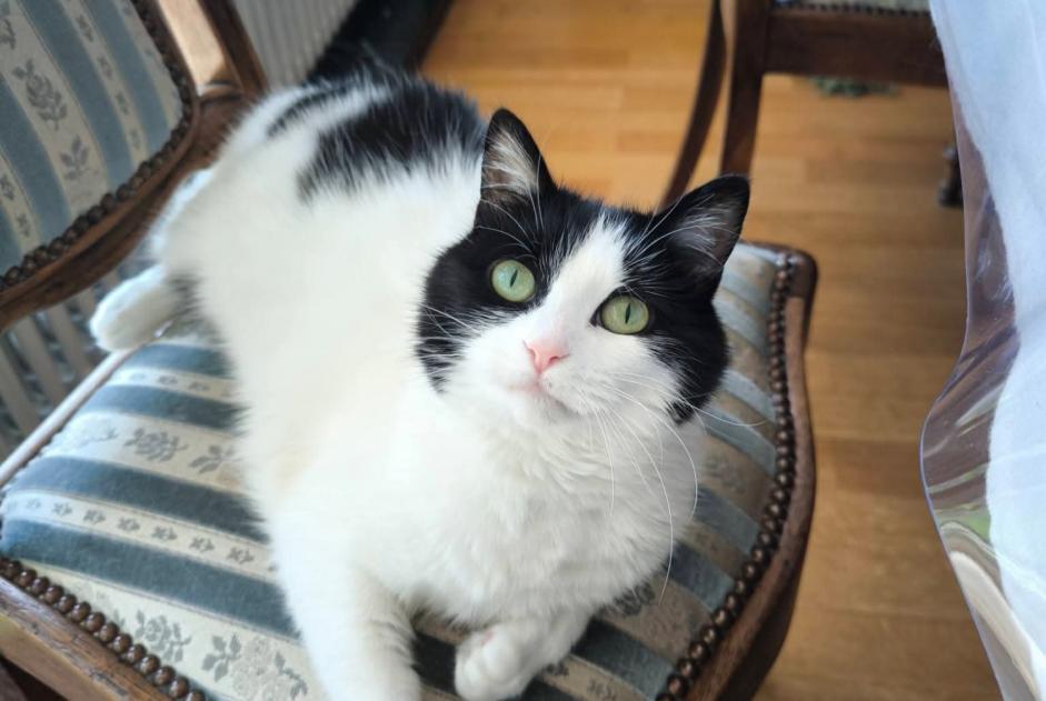 Alerte Disparition Chat Femelle , 6 ans Uccle Belgique