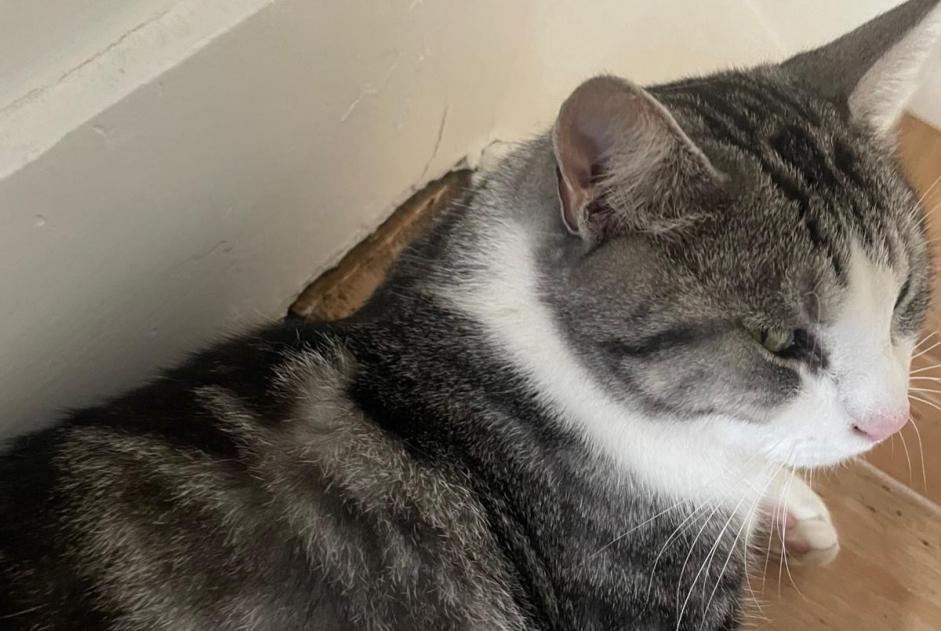 Alerte Disparition Chat Femelle , 3 ans Ixelles Belgique Alerte Disparition Chat Femelle , 3 ans Ixelles Belgique