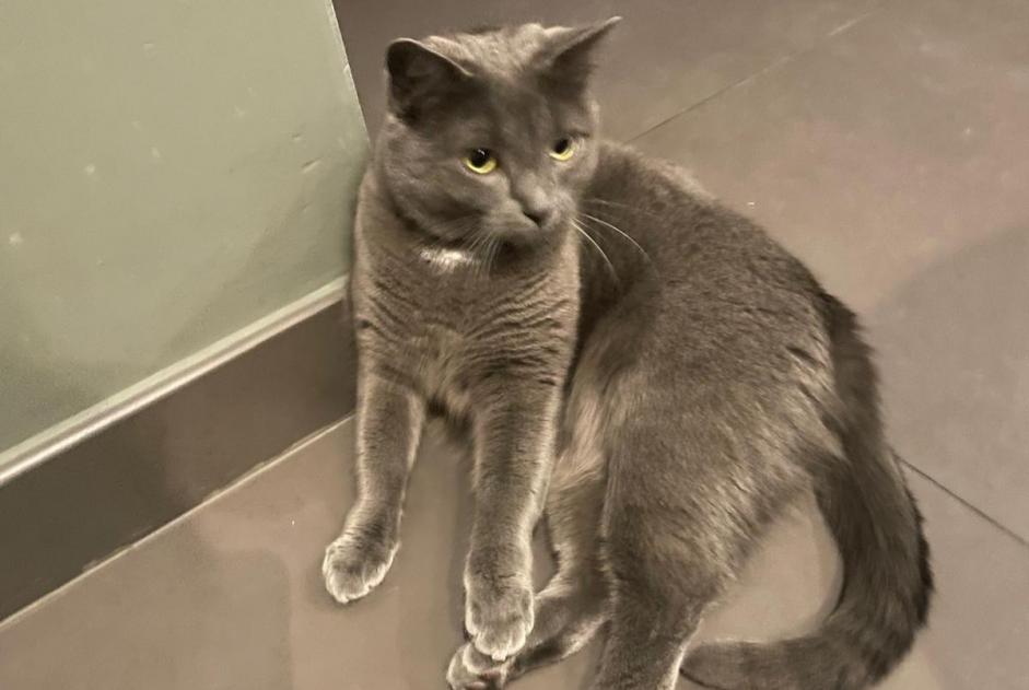 Alerte Disparition Chat Femelle , 3 ans Sprimont Belgique Alerte Disparition Chat Femelle , 3 ans Sprimont Belgique