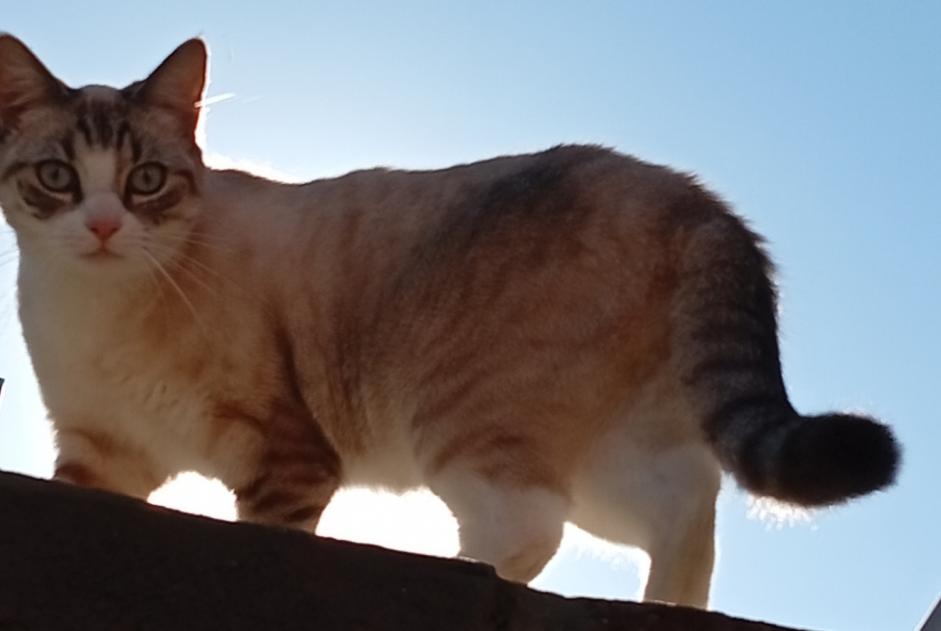 Alerte Disparition Chat Femelle , 2 ans Liège Belgique