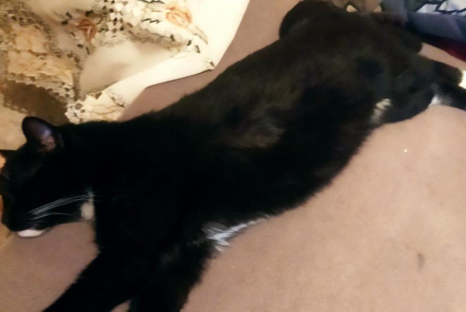 Alerte Découverte Chat Mâle Jette Belgique
