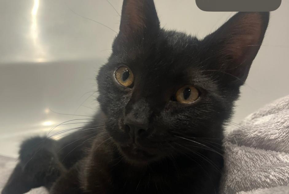 Alerte Découverte Chat Mâle , Entre 4 et 6 mois Bruxelles Belgique