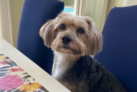 Alerte Disparition Chien croisement Femelle , 8 ans Uccle Belgique Alerte Disparition Chien croisement Femelle , 8 ans Uccle Belgique