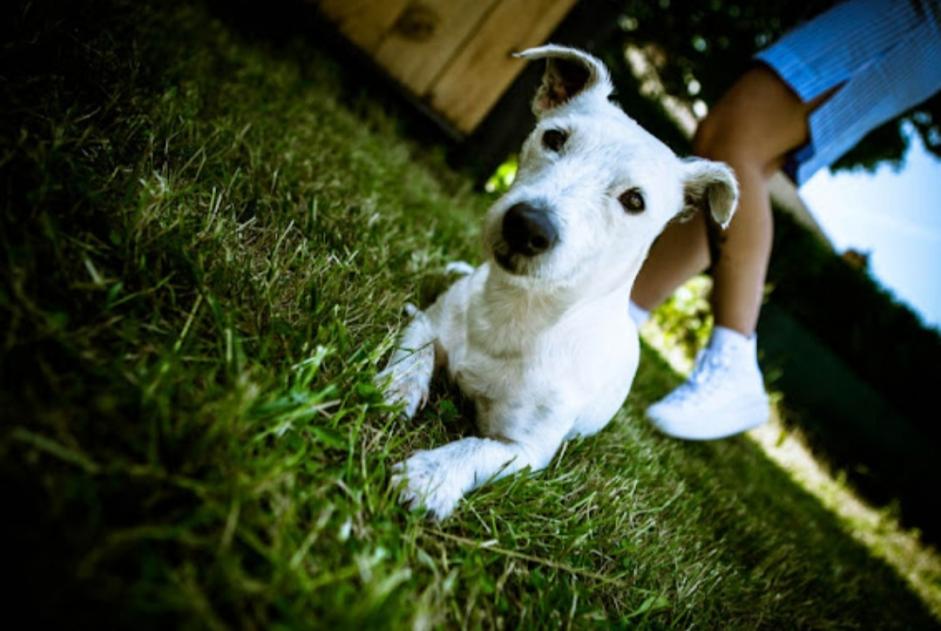 Alerte Disparition Chien  Femelle , 7 ans Mons Belgique