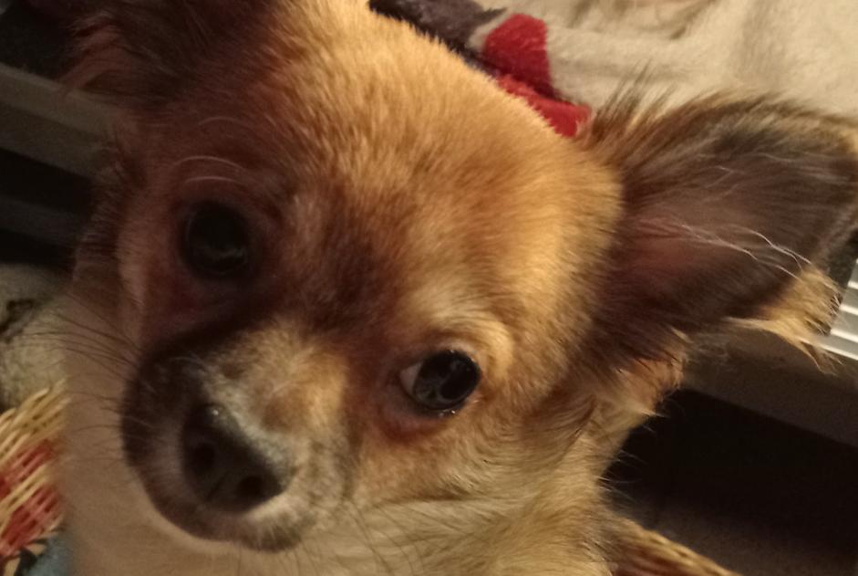 Alerte Disparition Chien Mâle , 1 ans Manage Belgique Alerte Disparition Chien Mâle , 1 ans Manage Belgique