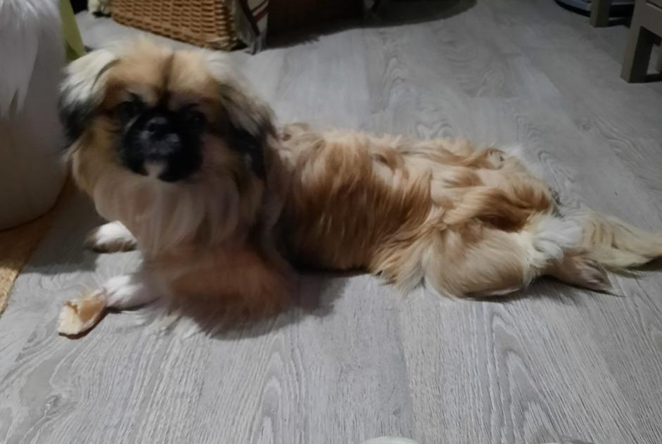 Alerte Découverte Chien  Mâle Schaarbeek Belgique