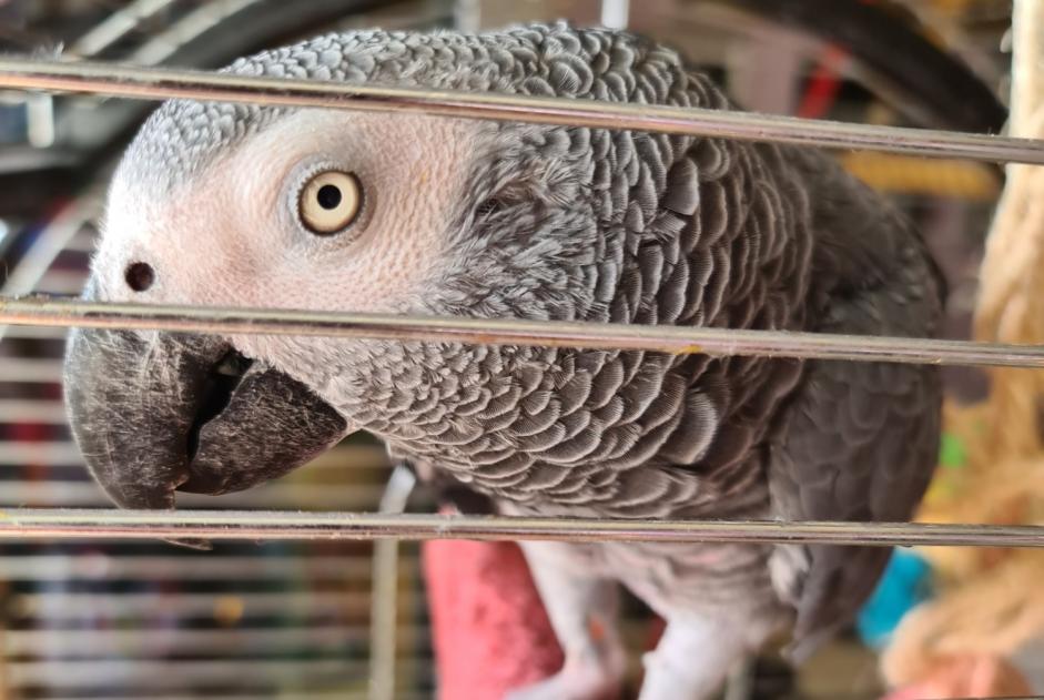 Alerte Disparition Oiseau Mâle , 2023 ans Saint-Gilles Belgique