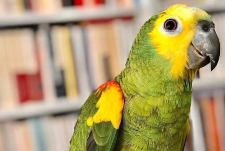 Alerte Disparition Oiseau Mâle , 2023 ans Bruxelles Belgique Alerte Disparition Oiseau Mâle , 2023 ans Bruxelles Belgique