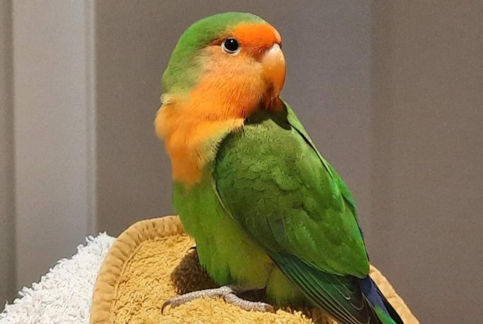 Alerte Découverte Oiseau Inconnu Woluwe-St.-Lambert Belgique