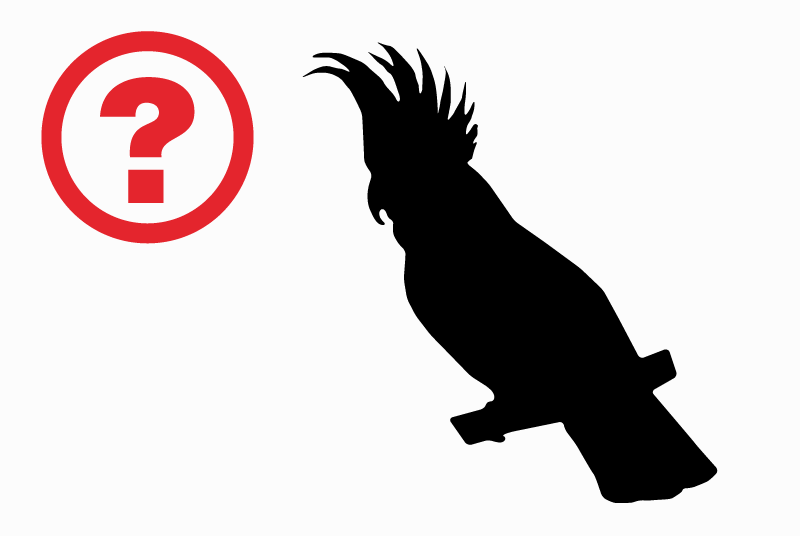 Alerte Découverte Oiseau Inconnu Forest Belgique